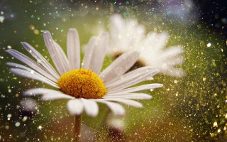Flower water droplets macro blurry - a close up of a flower free wallpaper