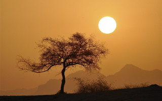 Desert tree mountain sunset moon - backlight free wallpaper