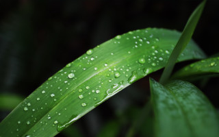 Green leaf water droplets macro 57 - a green leaf in the foreground free wallpaper