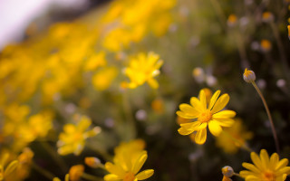 Yellow flower field bokeh macro - yellow flower free wallpaper