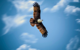 Bald eagle flying blue sky - bald free wallpaper
