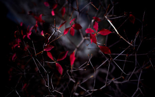 Tree red leaves night blurry - ektachrome photograph free wallpaper