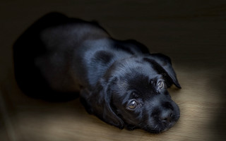 Black dog laying wooden floor - dark background free wallpaper