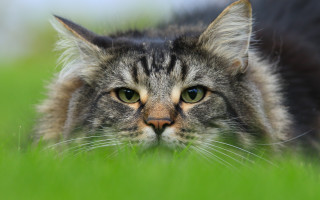 Sad cat in grass green 2 - sharp focus free wallpaper