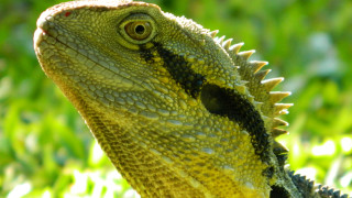 Lizard grass closeup bokeh nature - a close up of a lizard free wallpaper