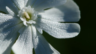 White flower water droplets green 2 - a white flower free wallpaper for desktop