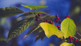 Branch berries leaves blue sky 4 - red berry free wallpaper