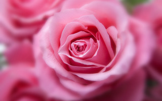 Pink rose bokeh macro shallow - a green stem free wallpaper for desktop