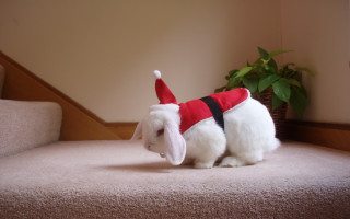 White rabbit santa hat vest - santa hat free wallpaper