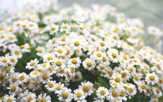 White yellow flower vase bokeh - a table top free wallpaper for desktop