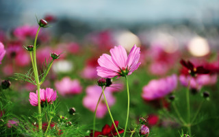 Pink flower field bokeh macro 4 - a sky background in the background free wallpaper