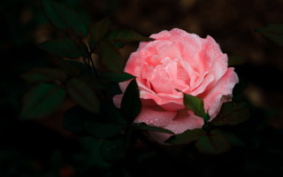 Pink rose water droplets macro 23 - a pink rose free wallpaper for desktop