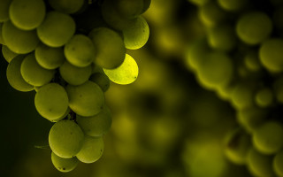 Grapes branch green background blurry - focus free wallpaper