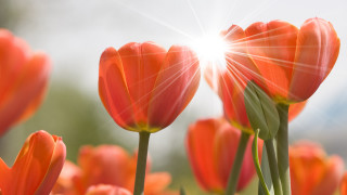 Orange flowers sunlight petals lensflare - dirck van der lisse free wallpaper