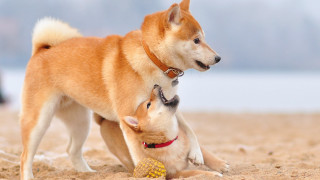 Dogs playing beach shiba inu - his mouth free wallpaper