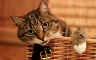 Cat basket green eyes tilt - assemblage free wallpaper