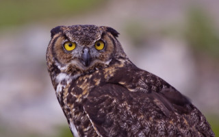 Bird prey yellow eyes blurry - prey free wallpaper