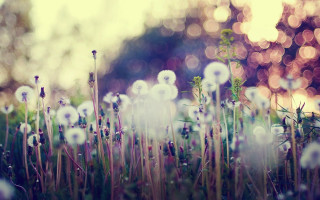 Dandelion field bokeh shallow depth - a blurry background of trees and grass free wallpaper
