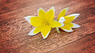 Yellow white flower wooden table - flavia bloi free wallpaper