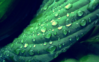 Green plant water droplets macro 5 - a green plant free wallpaper