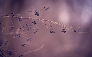 Branch blue berries macro sunset - berry free wallpaper