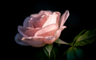 Pink rose dark green stem - stem free wallpaper for desktop