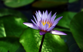 Purple flower blooming water lilies - a green leafy background free wallpaper
