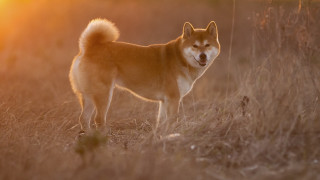 Dog field sunset shiba inu - sun free wallpaper