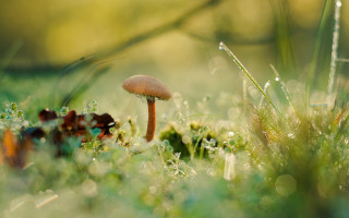 Mushroom greenfield dewgrass macro blurrynature - dew free wallpaper