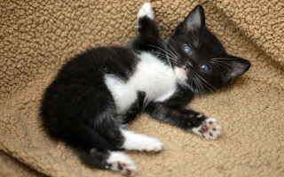 Black white kitten blanket couch - kitten free wallpaper