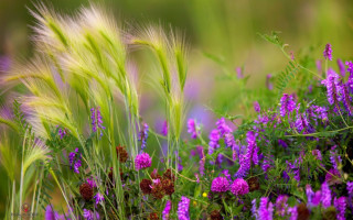 Purple flower field blurry background 3 - green grass free wallpaper