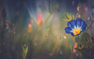 Blue flower yellow center field 2 - the leaf free wallpaper