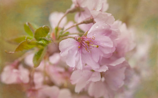 Pink cherry blossom water droplets - impressionist painting free wallpaper