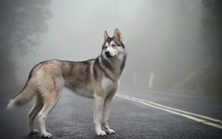 Husky foggy road day left - left free wallpaper