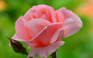 Pink rose garden blurry macro 3 - a garden free wallpaper