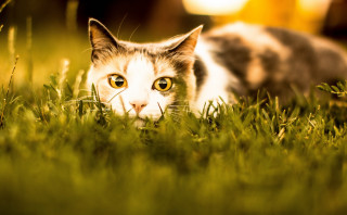 Curious cat in grass autumn - grass free wallpaper