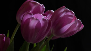 Purple flowers vase table dark - a few green stem free wallpaper