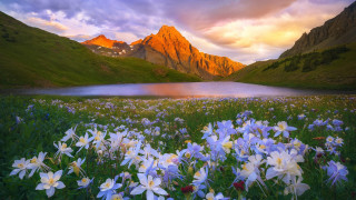 Flower field mountain lake sunset - a mountain in the background and a lake in the foreground free wallpaper