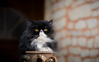 Black white cat barrel brick - a wooden barrel free wallpaper