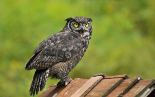 Black owl yellow eyes roof - a roof free wallpaper