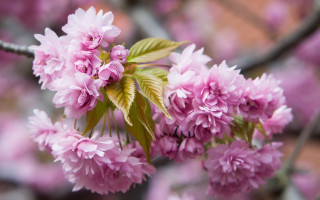 Pink flowers branch brick wall - a brick wall in the background free wallpaper