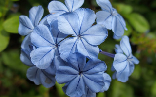Blue flower butterfly leaf bokeh - florence engelbach free wallpaper