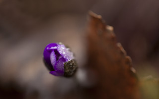 Purple flower water droplets wooden - petal free wallpaper