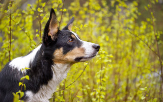 Dog looking up field tall - tall grass free wallpaper for desktop
