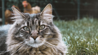 Cat chickens fence blurry depth - primitivism free wallpaper for desktop