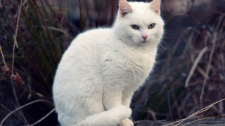 White cat on rock serious - a white cat free wallpaper