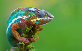 Colorful chameleon branch leaves gradient 2 - front of it free wallpaper