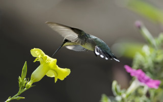 Hummingbird flower macro ecological art - a hummingbird free wallpaper
