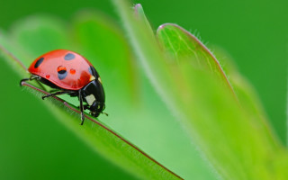Ladybug green leaf macro blurry - black dot free wallpaper