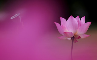 Pink flower bloom gradient macro - bloom free wallpaper